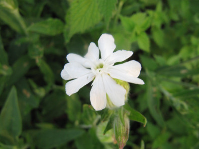 Silene_alba_weiblich.jpg