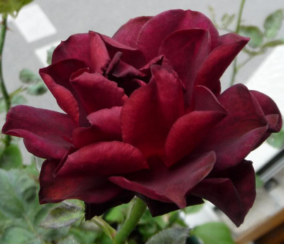 BurgundyVelvet_0611_08.JPG