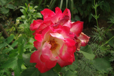 fehllieferung_ophelia-clb_zg2011.jpg