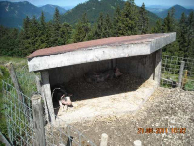 Gluckl.Schwein_Spiderman.jpg