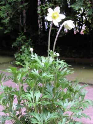 Anemone-unbekannt-Habitus.jpg