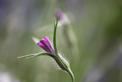 Wiesenstimmung-1d.jpg