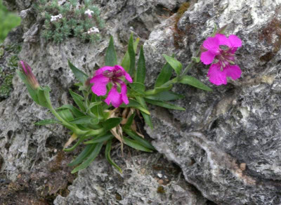 comp_Silene_elisabethae_22.06.11.jpg