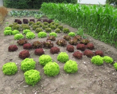 Salat_2011.jpg