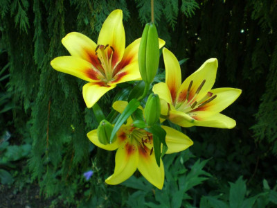 GP_Lilium_Grand_Cru_2011ea.jpg