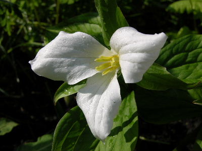 Trillium_grandifl..JPG