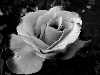 rose_schwarz_weiss.jpg