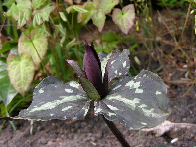 Trillium_cuneat..JPG