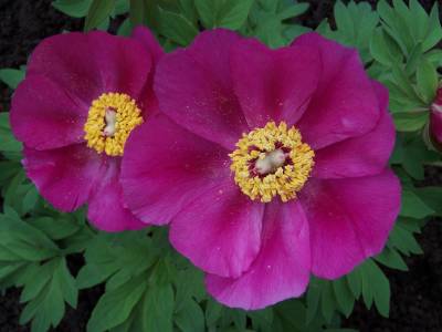 Paeonia_broteroi_aufgebluht.jpg