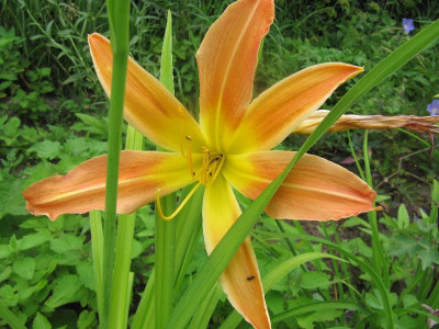 Spieder_orange_110622.jpg