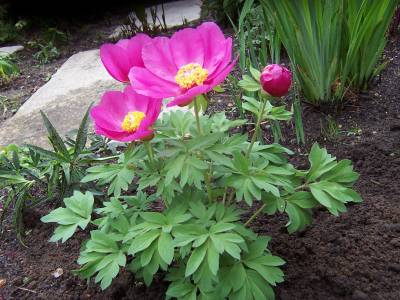 Paeonia_broteroi_Habitus.jpg