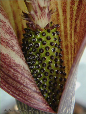 A.formosanum..jpg