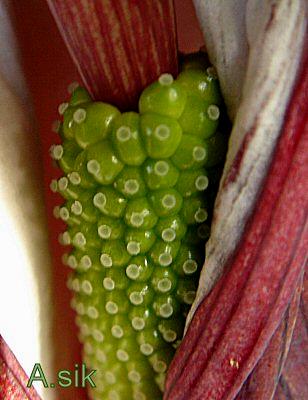 A.sikokianum.JPG