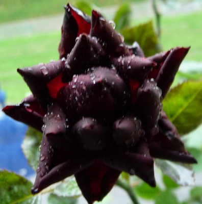 BurgundyVelvet_0611_10.JPG