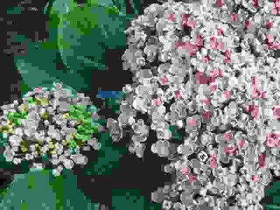 hortensie_007.jpg