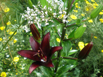 GP_Lilium_Landini_2011e.jpg