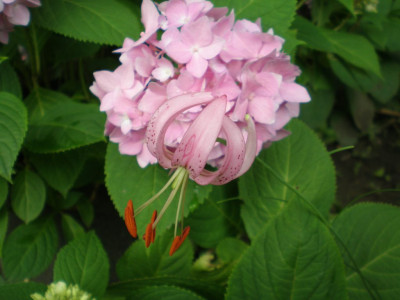 GP_Lilium_ev._cernuum_20111e.jpg