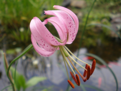GP_Lilium_ev._cernuum_20112e.jpg