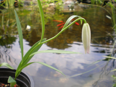 GP_Lilium_Knospe_2011e.jpg