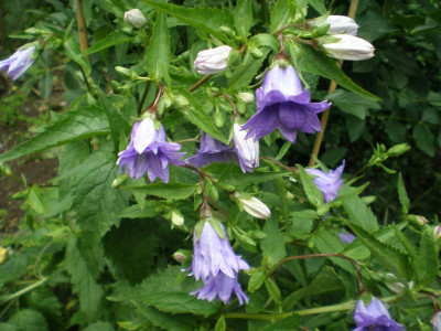 GP_Campanula_trachelium_Bernice_20111ea.jpg