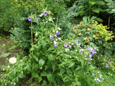 GP_Campanula_trachelium_Bernice_20112ea.jpg