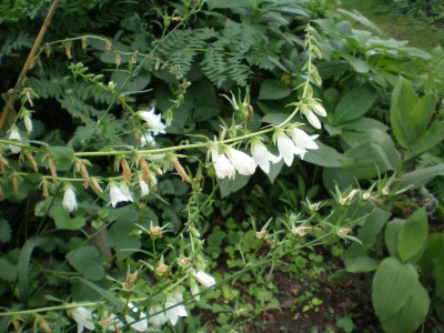 GP_Campanula_alliariifolia_2011e.jpg