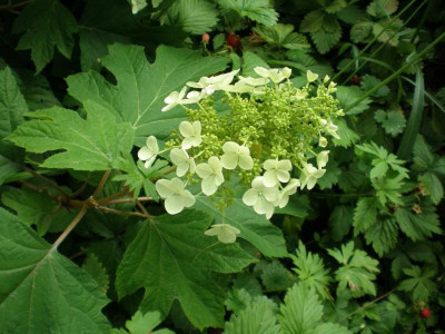 GP_Hydrangea_quercifolia_2011e.jpg