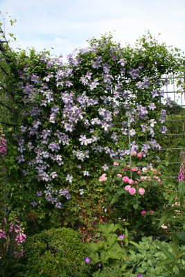 Cl.vit.Emilia_Plater2811.jpg
