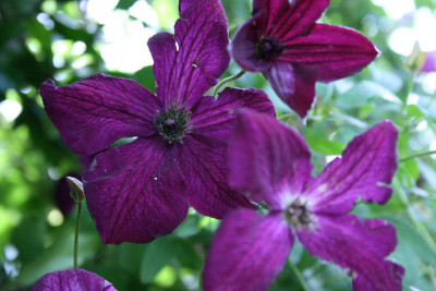 Cl.vit.Royal_Velour0111.jpg