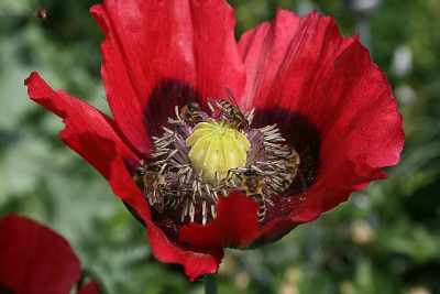 Mohn0211.jpg