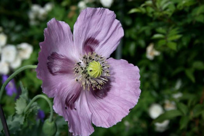 Mohn1111.jpg