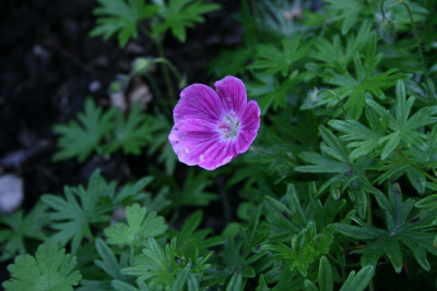 Geranium4111.jpg