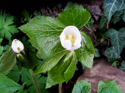 Podophyllum_peltatum_Blute.jpg