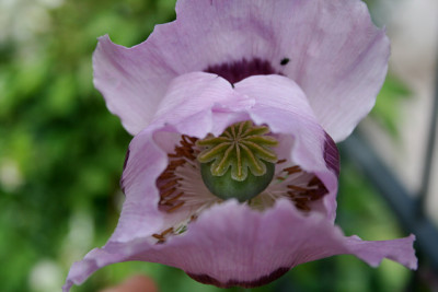 Mohn1211.jpg