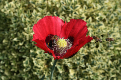 Mohn0911.jpg