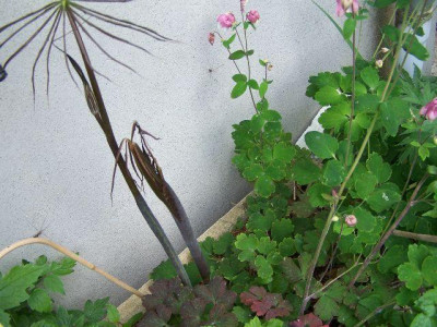 100_5502__Arisaema_consanguineum___640.jpg