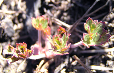 austrieb__geranium_regelii.jpg