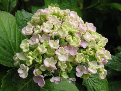 Hydrangea_macrophylla_Ayesha_800x600.jpg