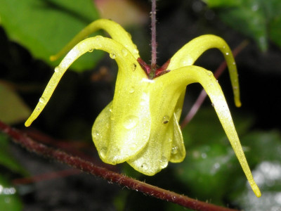 Epimedium_davidii_06-2011_80k.jpg