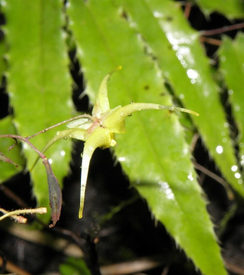 Epimedium_ilicifolium_80k.jpg