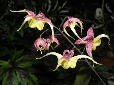 Epimedium_Fire_Dragon_80k.jpg