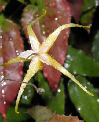 Epimedium_rhizomatosum_x_wushanense_5_2011_06.jpg