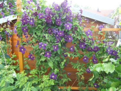 Viola_12-6-11.JPG