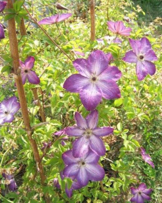 Venosa_violacea_15-6-11.JPG