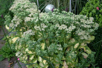 Sedum3309a.jpg