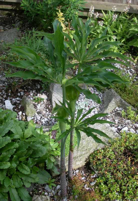 comp_Arisaema_consanguineum_24.06.11.jpg