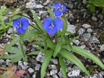comp_Commelina_dianthifolia_24.06.11.jpg