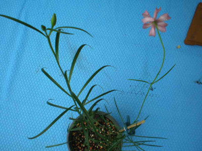 Lilium_Blaetter1_2011e.jpg