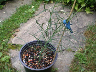 Lilium_Blaetter2_2011e.jpg