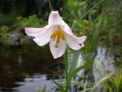 GP_Lilium_amoenum_2011e.jpg